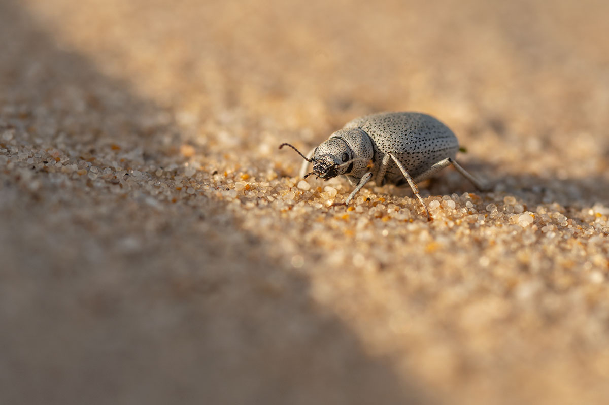 Leucolaephus nigropunctatus