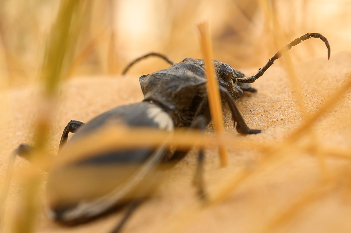 The Egyptian predator beetle