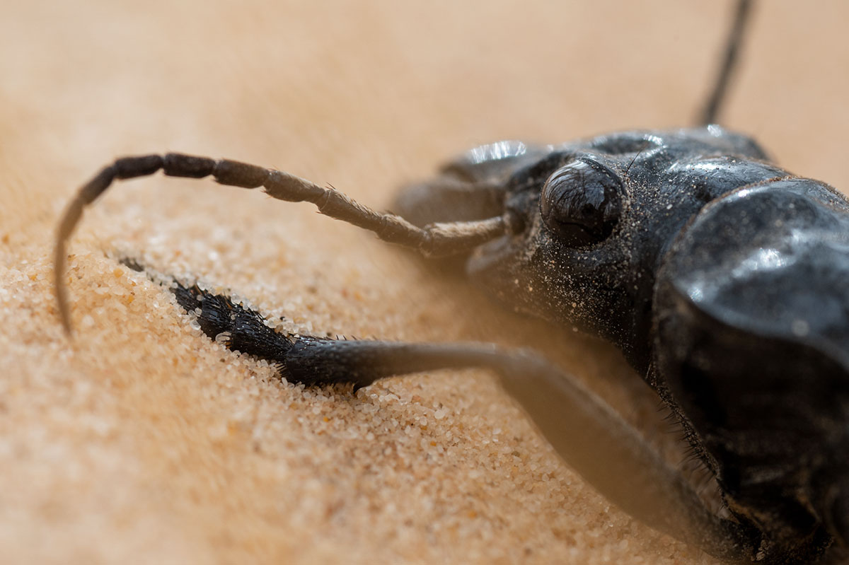 The Egyptian predator beetle