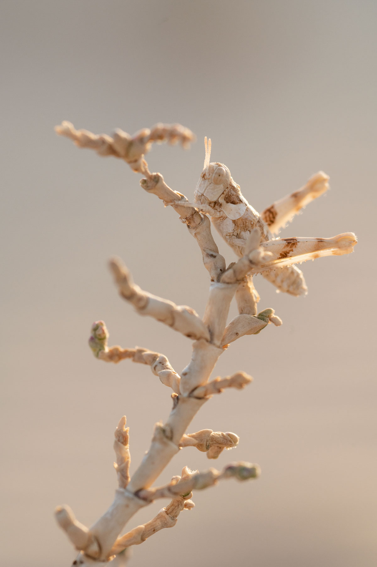 Grasshopper in the Sahara (Algeria)