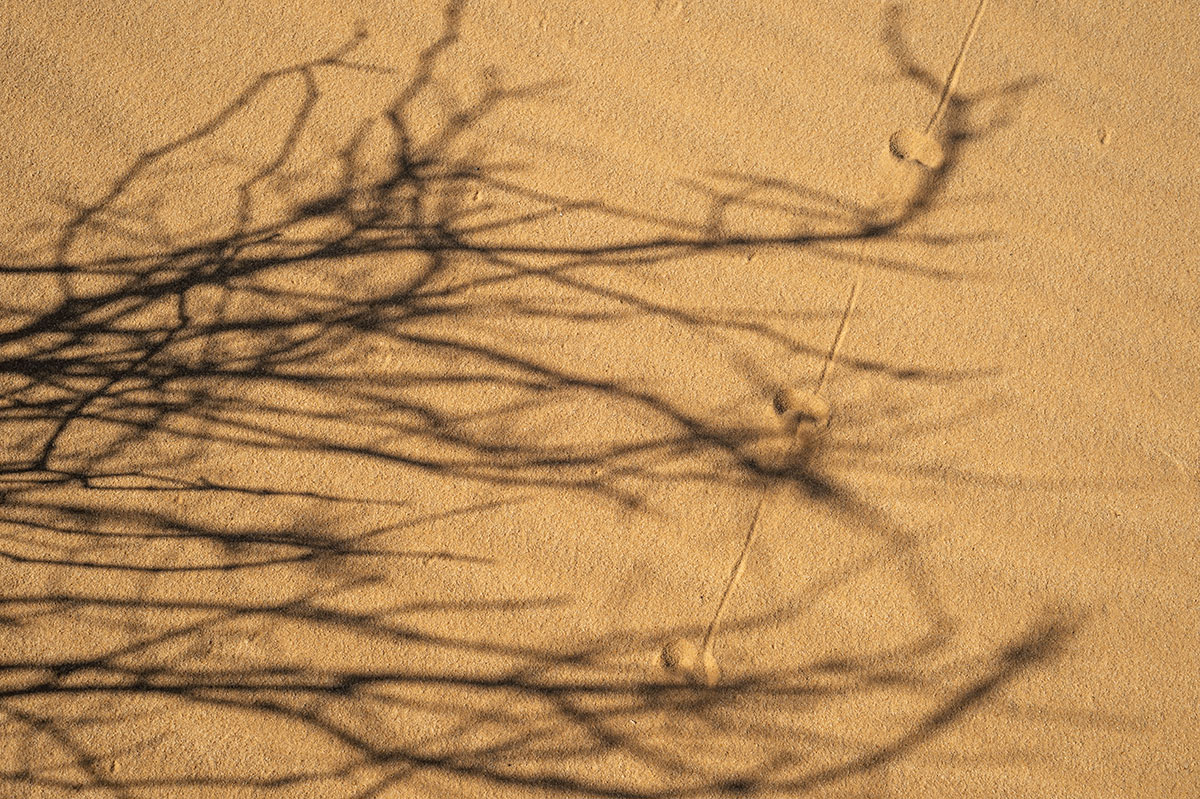 Gerbil footprint