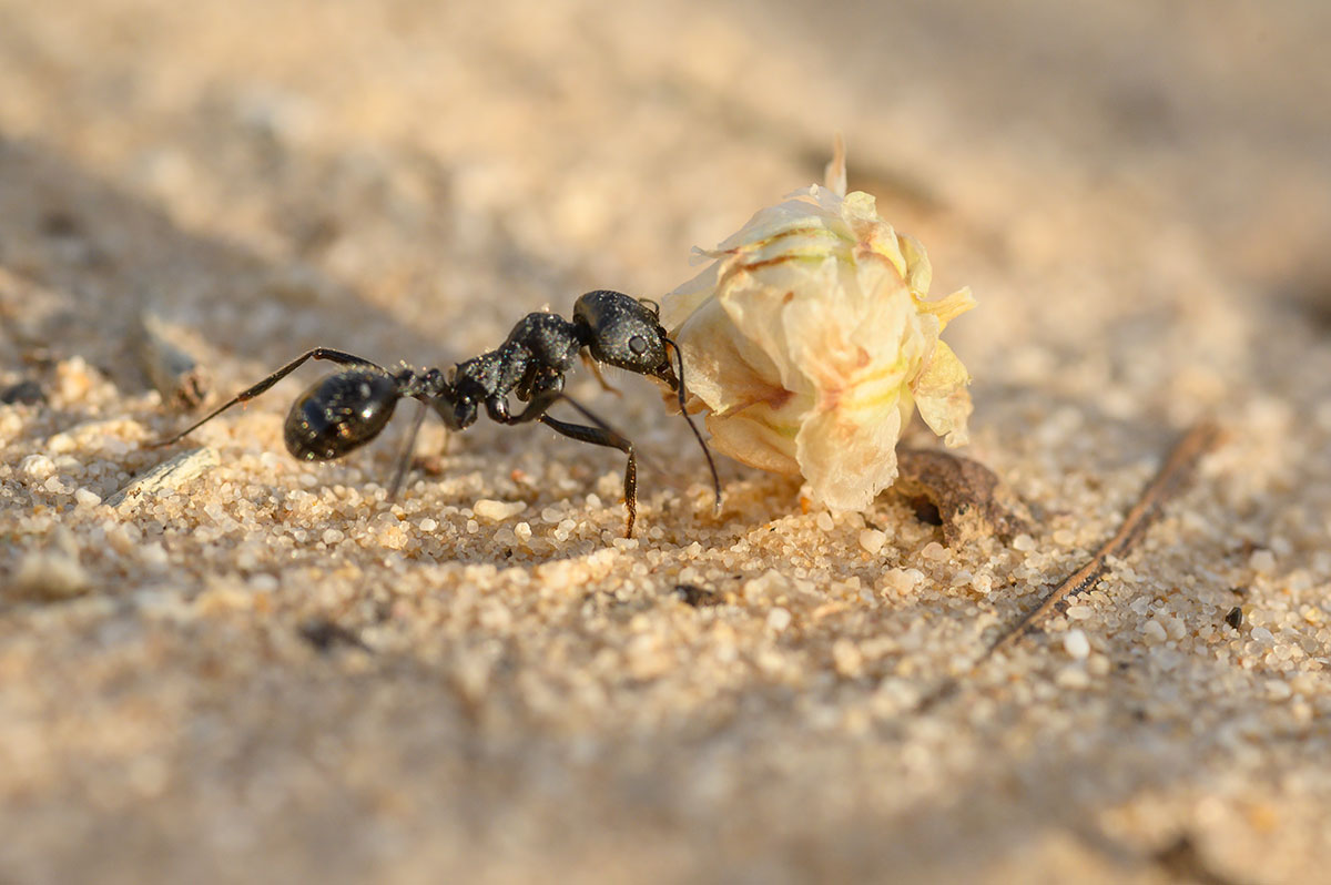 Saharan black ant