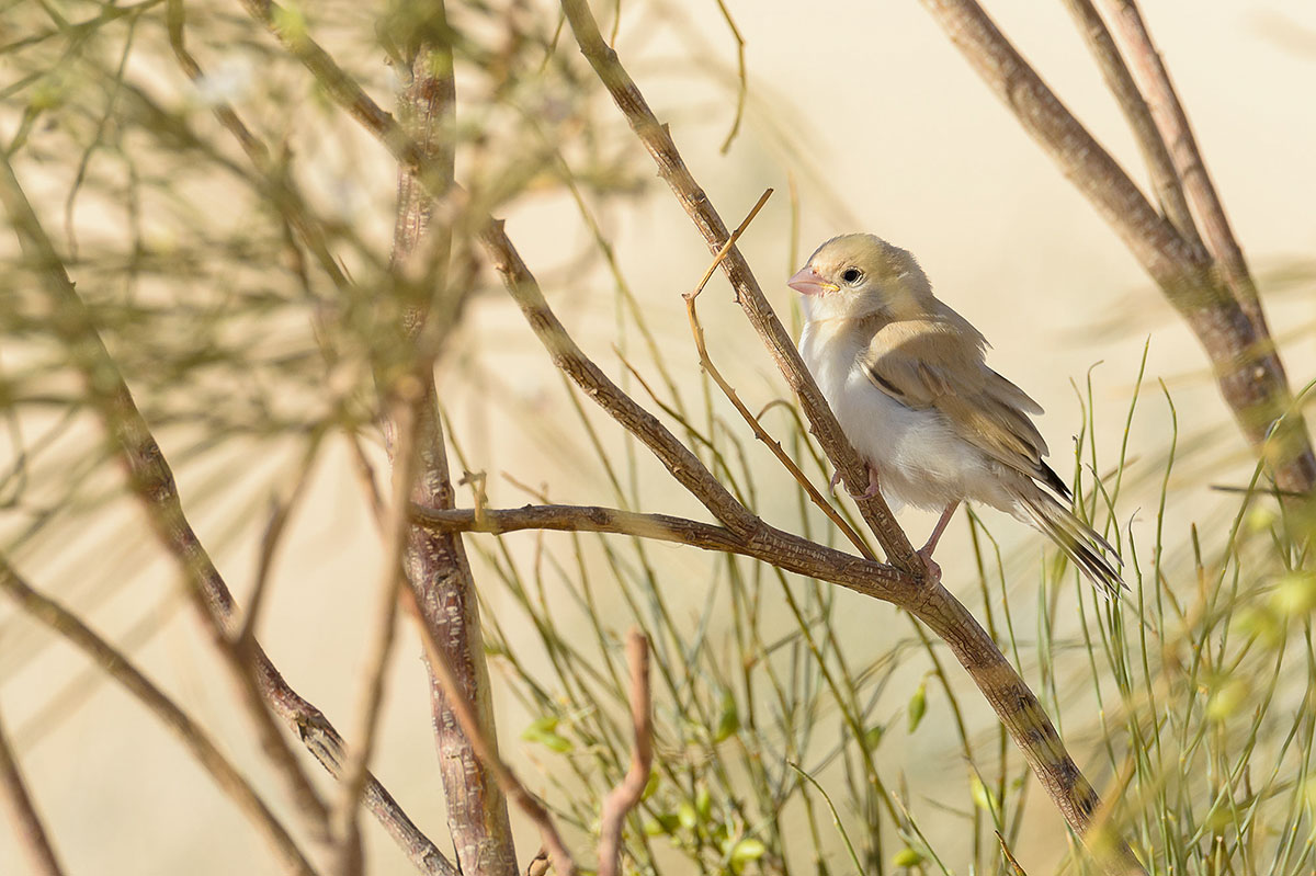 Le moineau blanc du désert