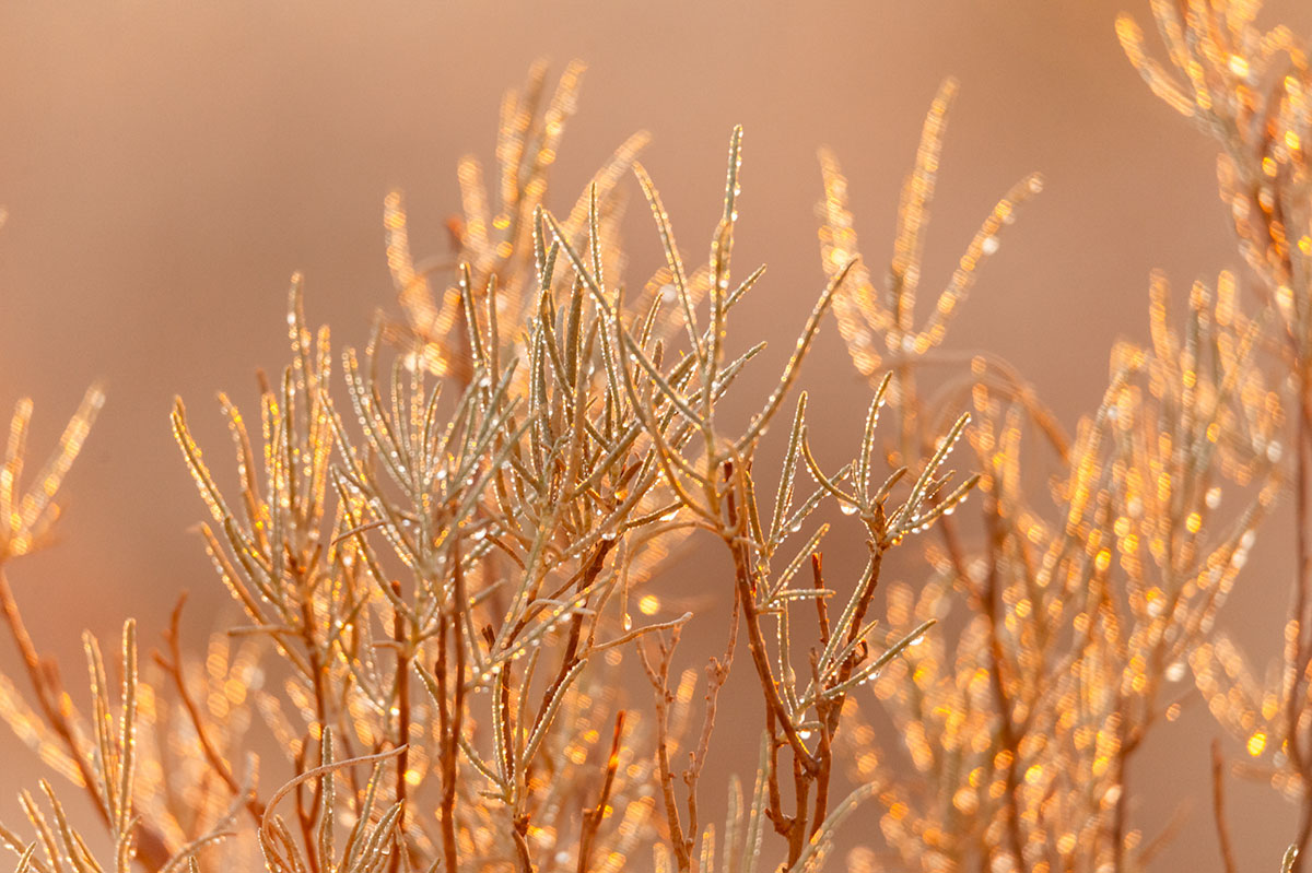 Dew in the Sahara