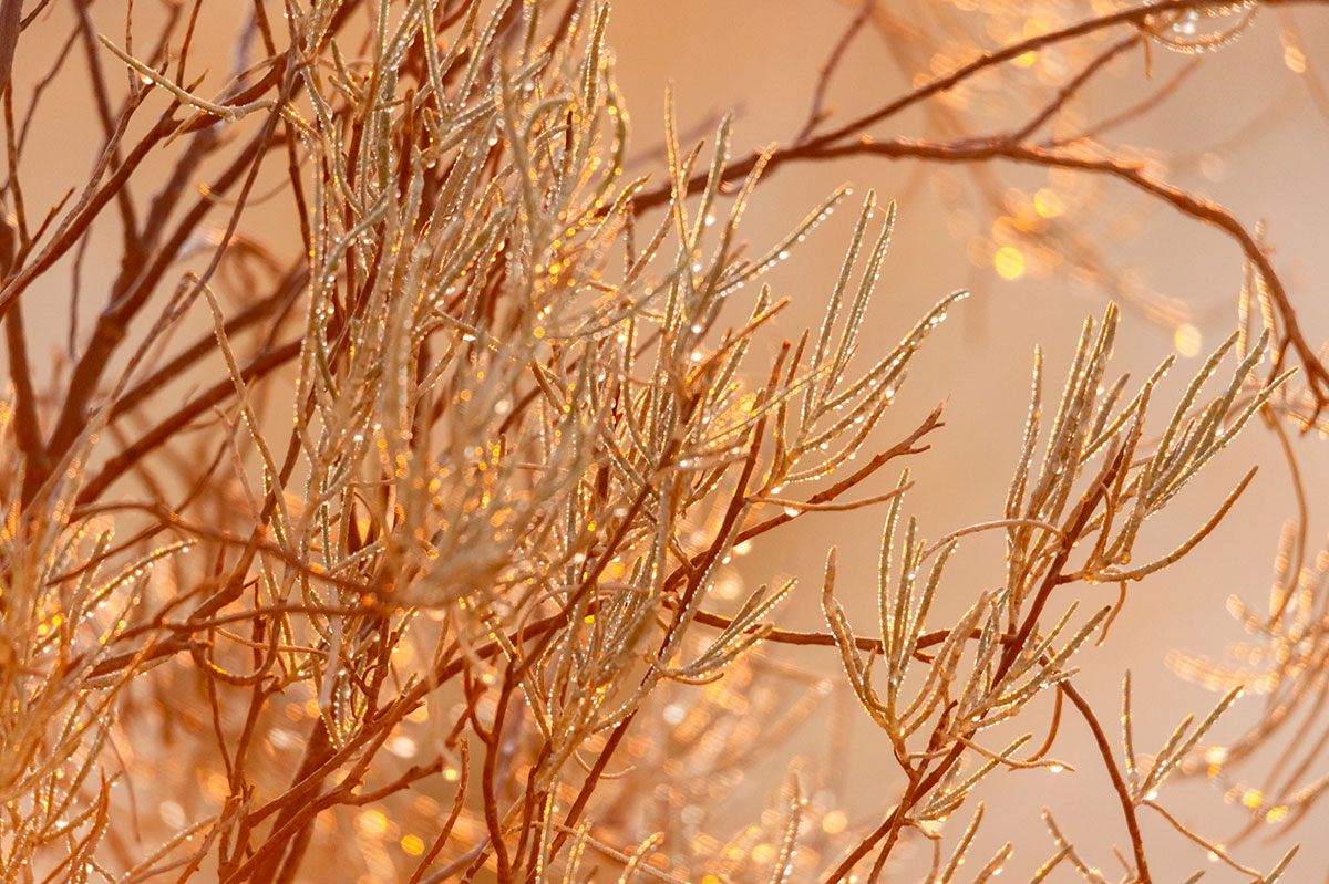 Dew in the Sahara