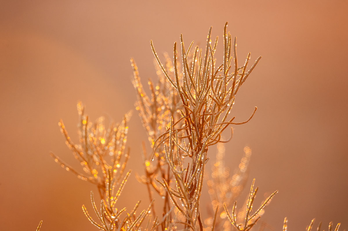 Dew in the Sahara