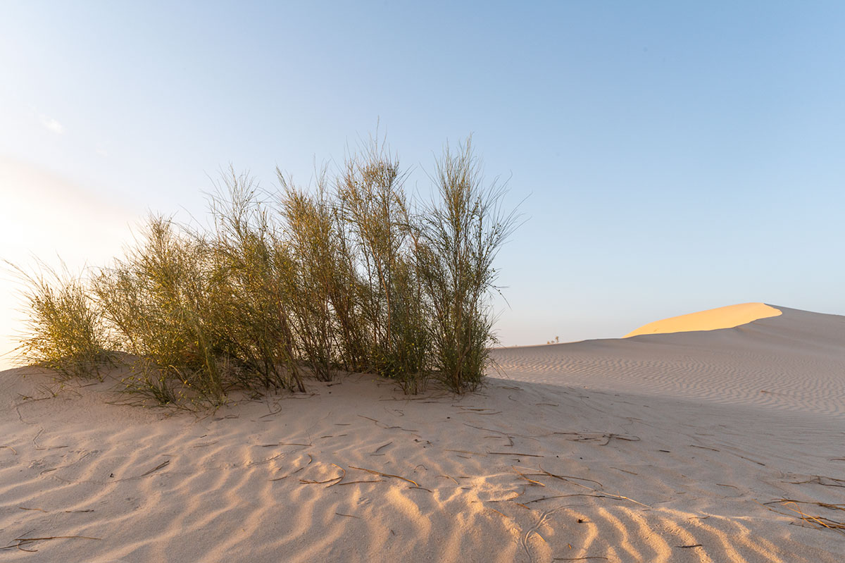 Voyage au Sahara en Algérie