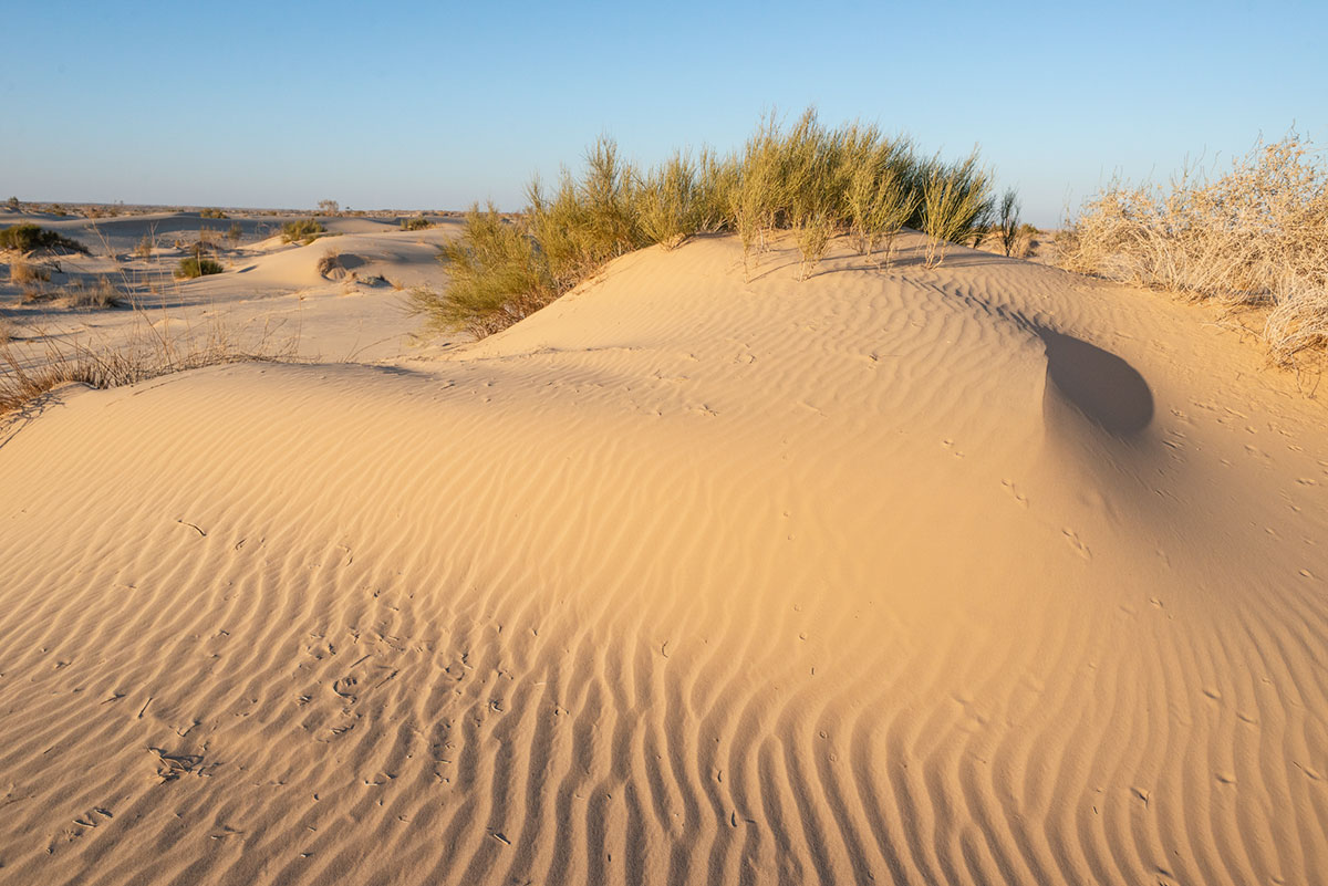 The algerian Sahara