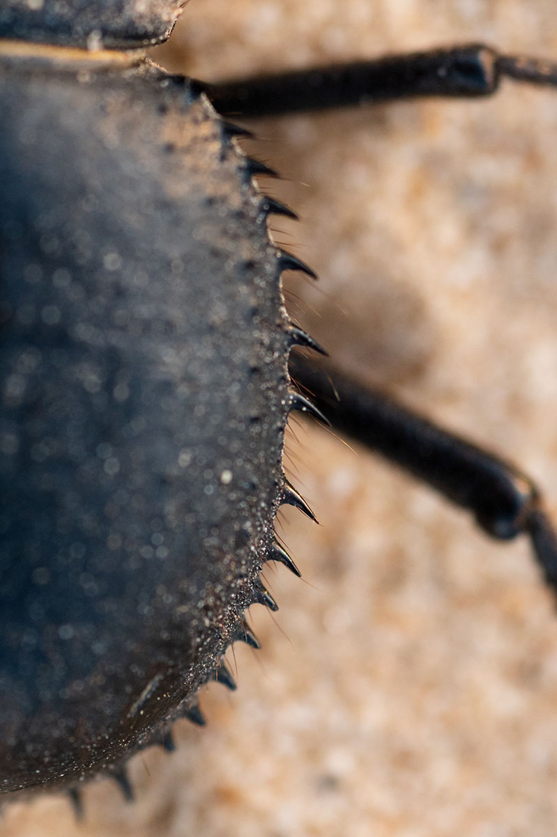 Le scarabée noir du Sahara