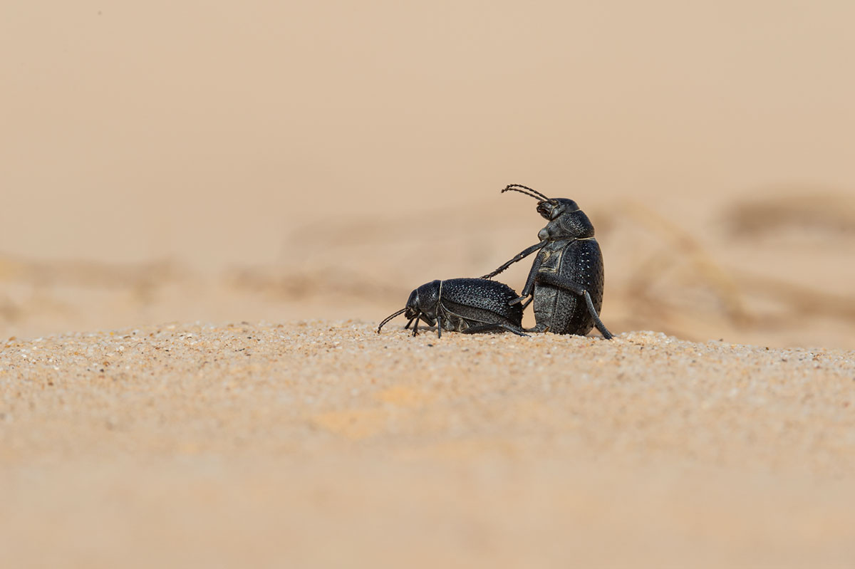 The Sahara black beetle