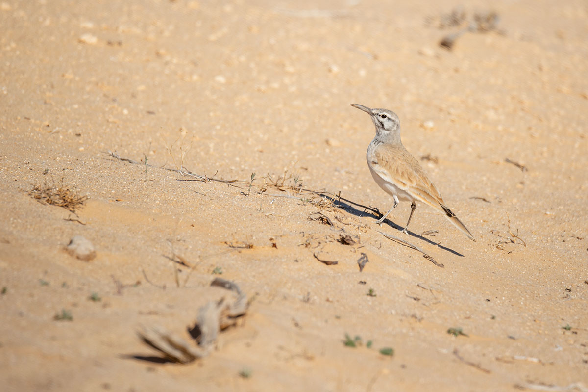 The greater hoopoe-lark