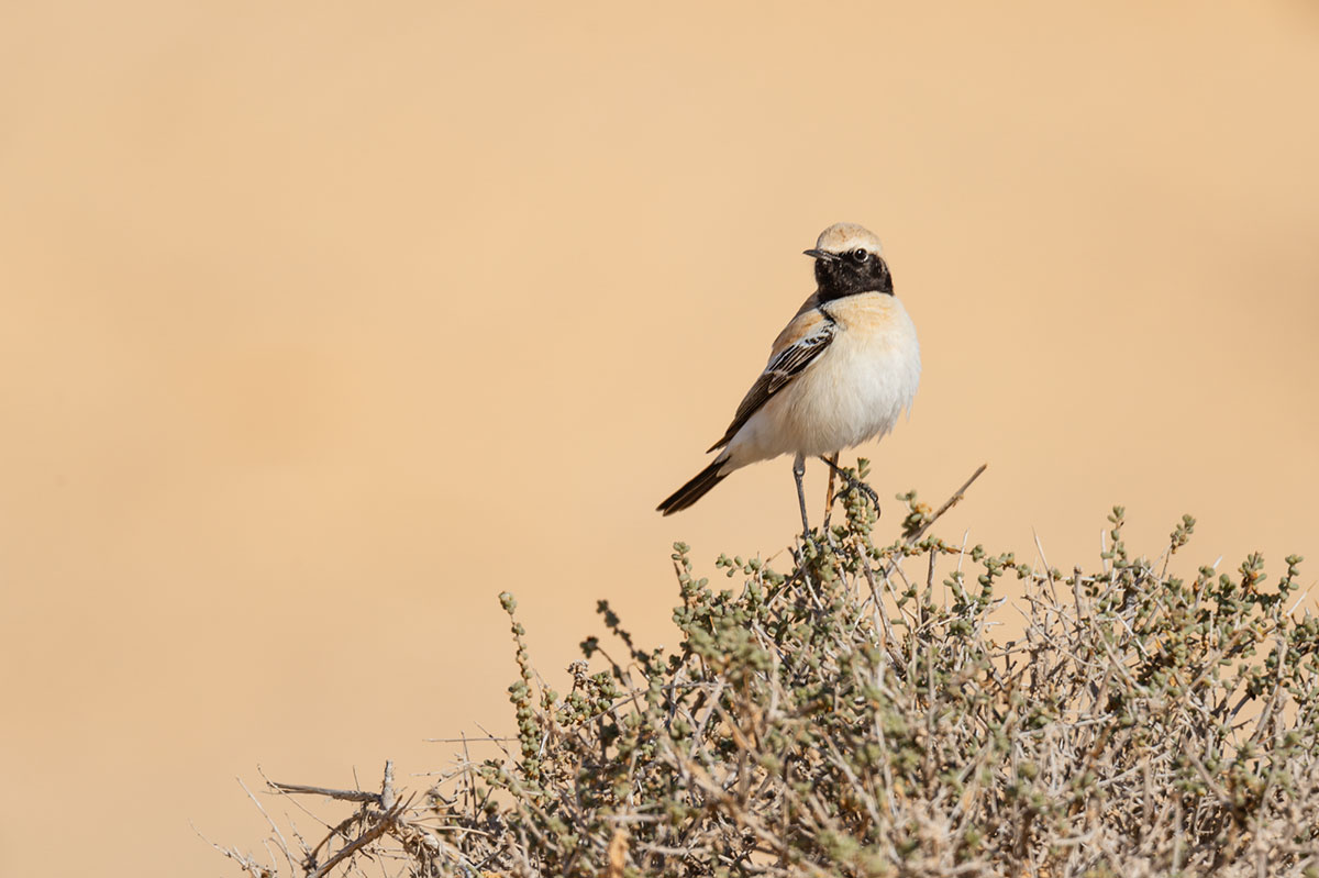 Desert wheatear