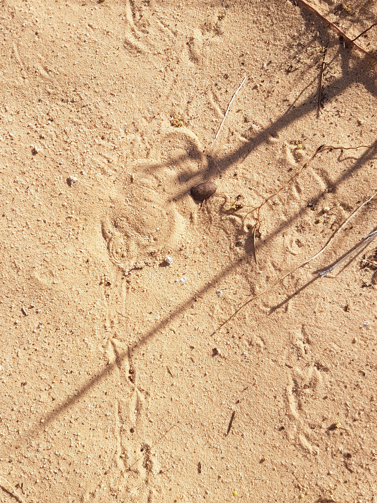 Camouflaged sand viper