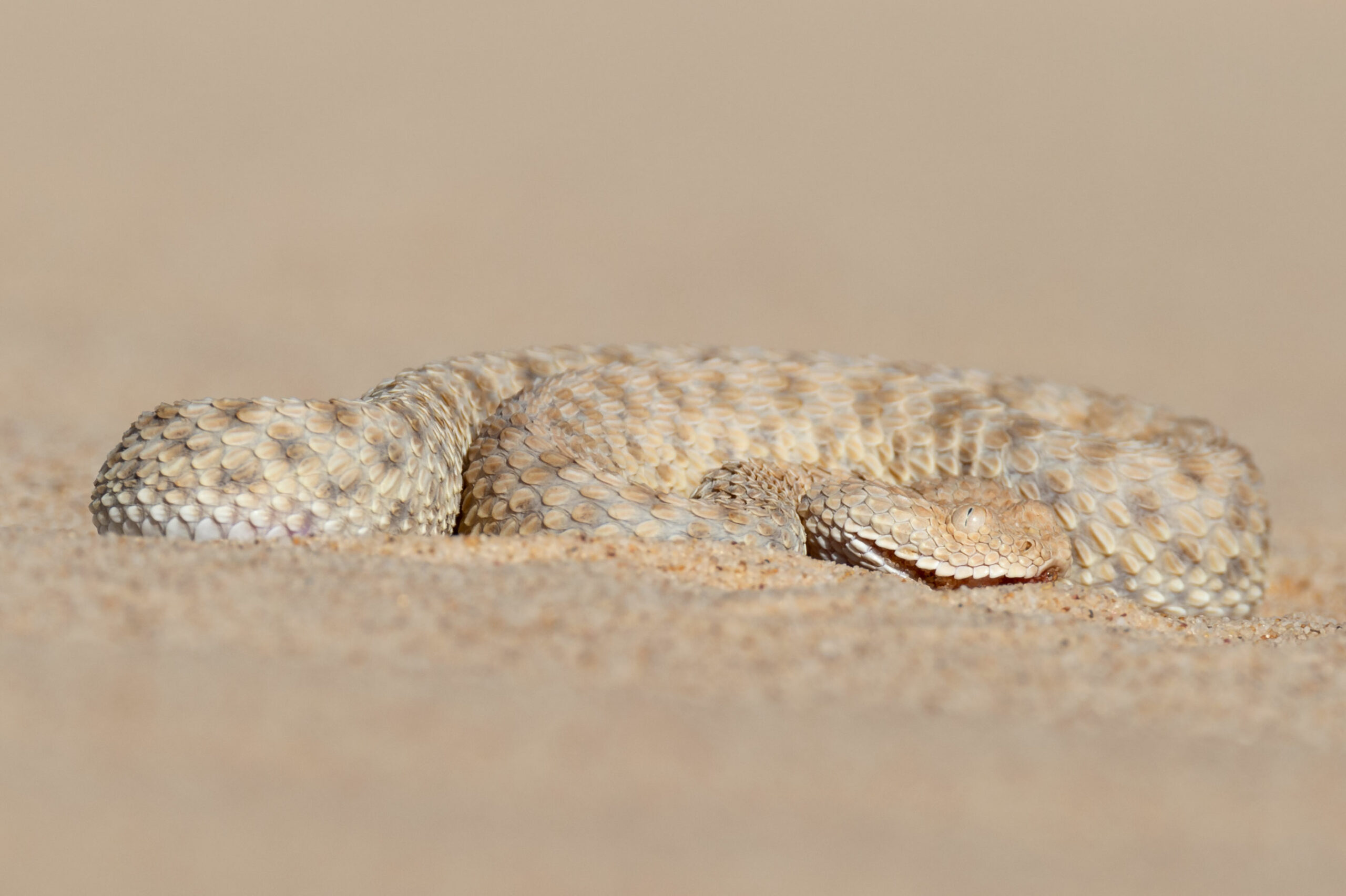 The sand viper in the algerian Sahara