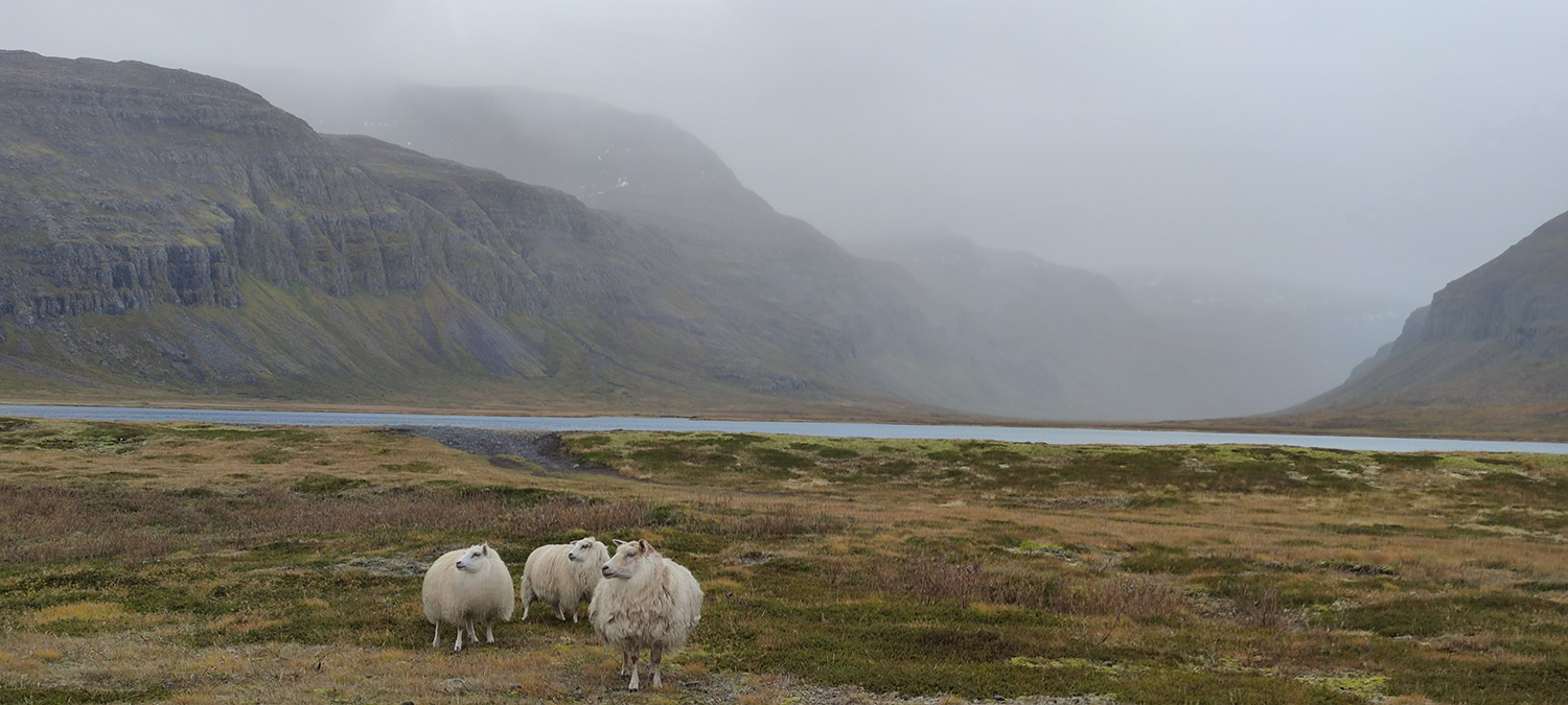 Sheep at the bottom of a fjord