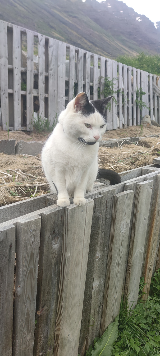 Visit Ísafjörður cats