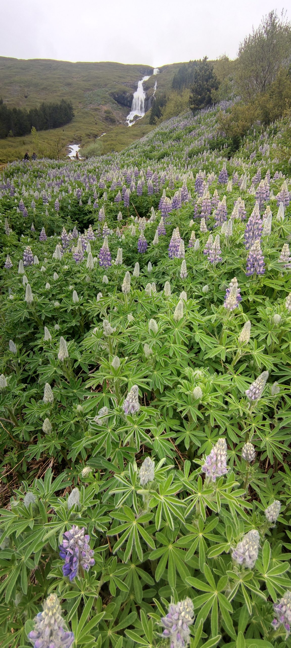 Bunárfoss lupine field