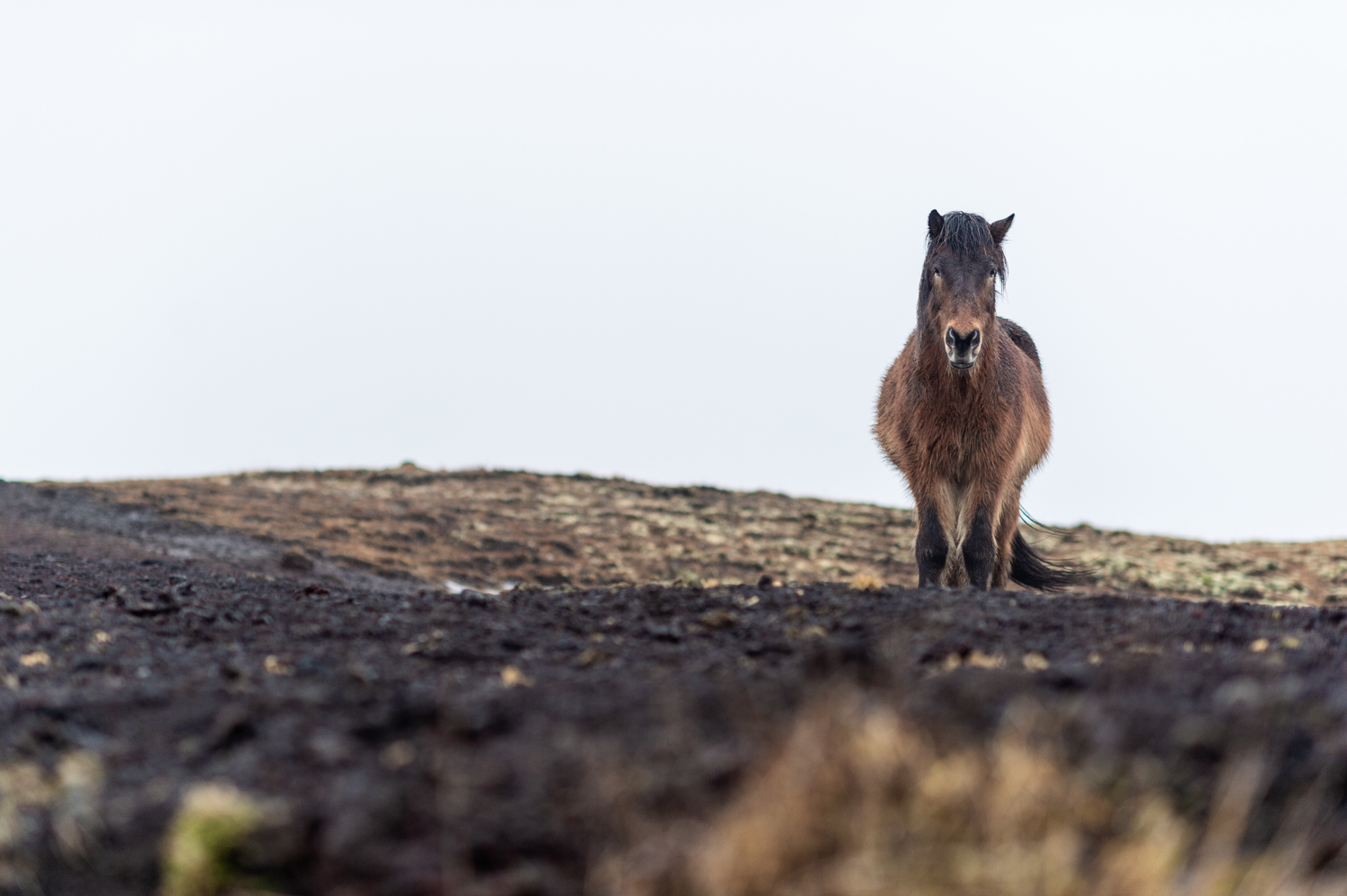 Icelandic horse in a lava field