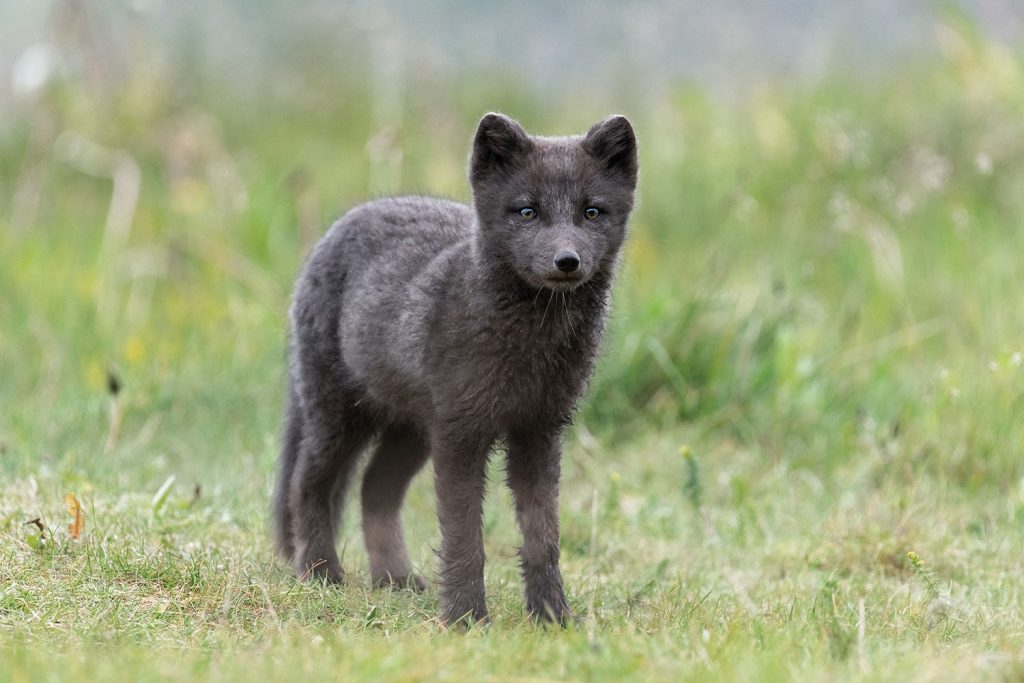 Arctic fox in Hornstrandir