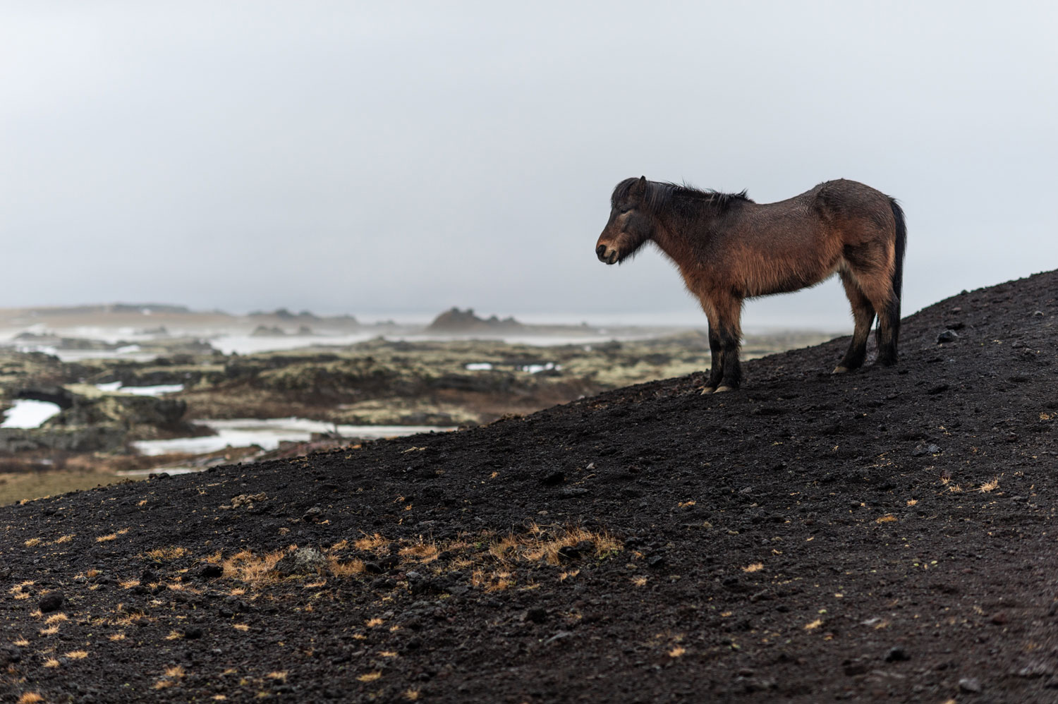 The Icelandic horse