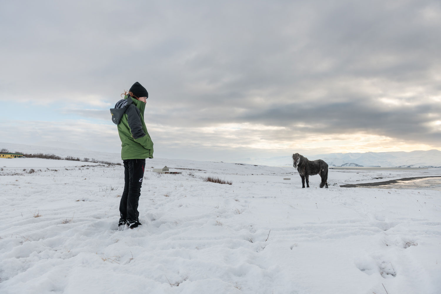 Icelandic horses in winter at Husavik