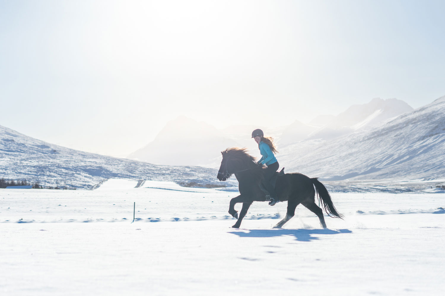 The Icelandic horse tölt