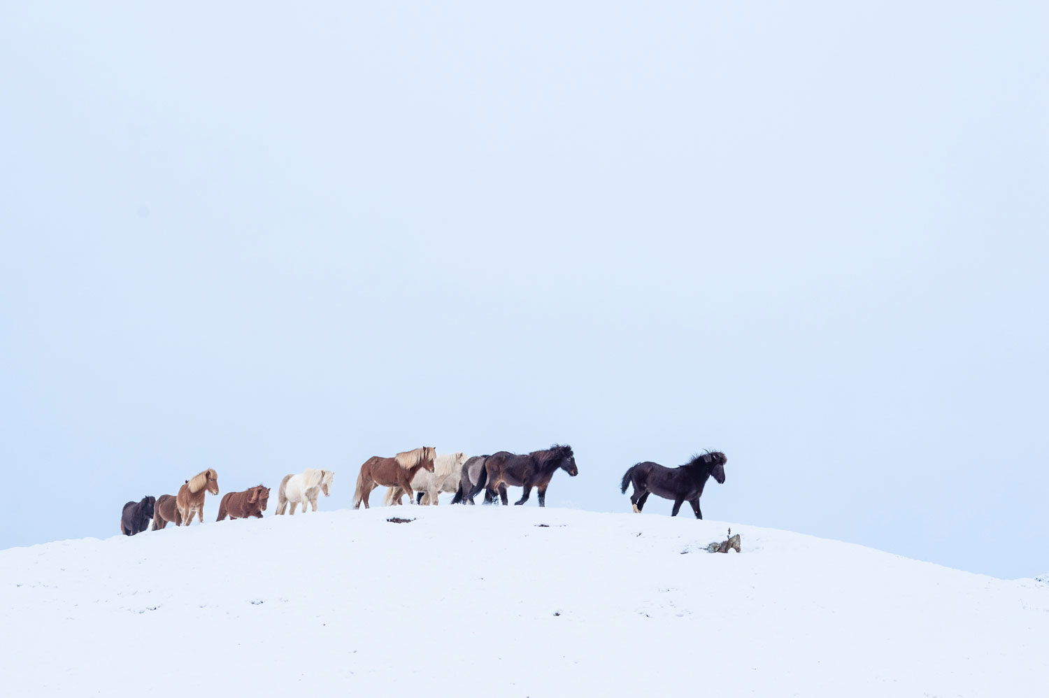 Icelandic horses near Akureyri