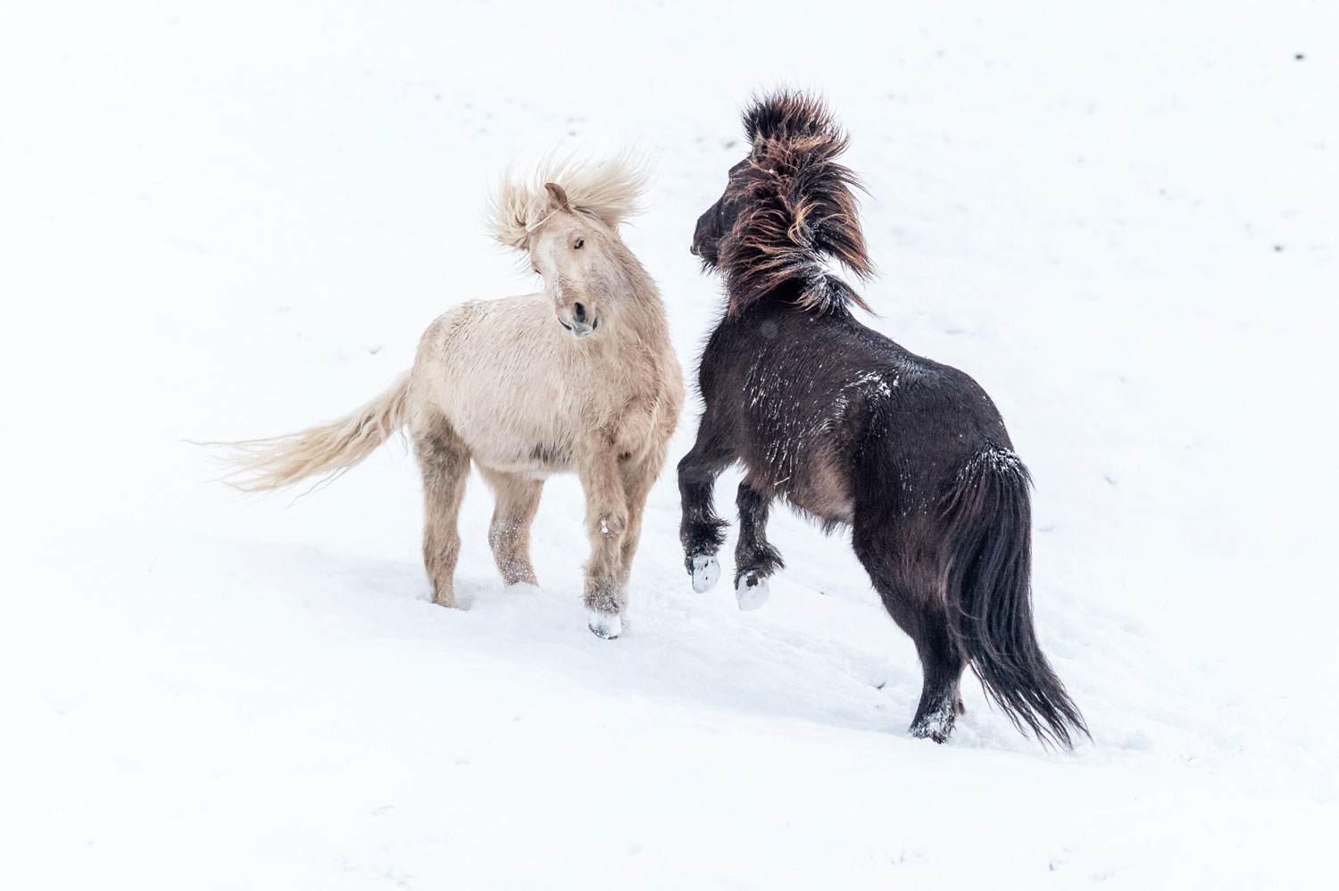 The wild temperament of Icelandic horses