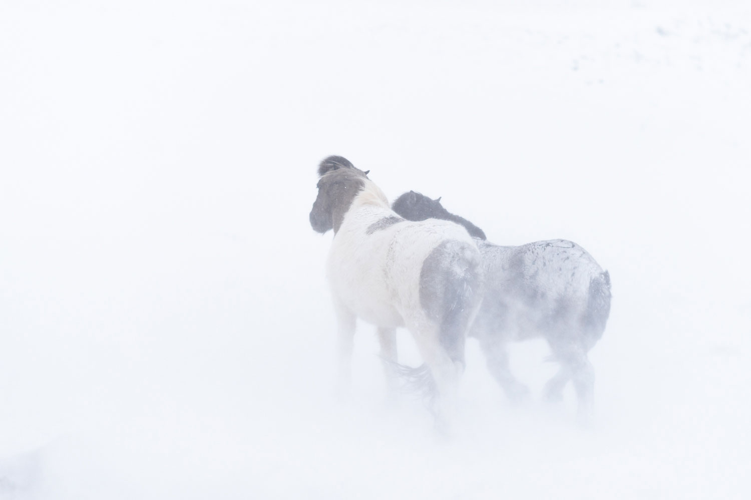 Wild Icelandic horses