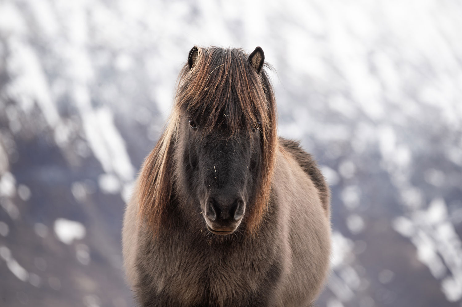 Dark bay Icelandic horse