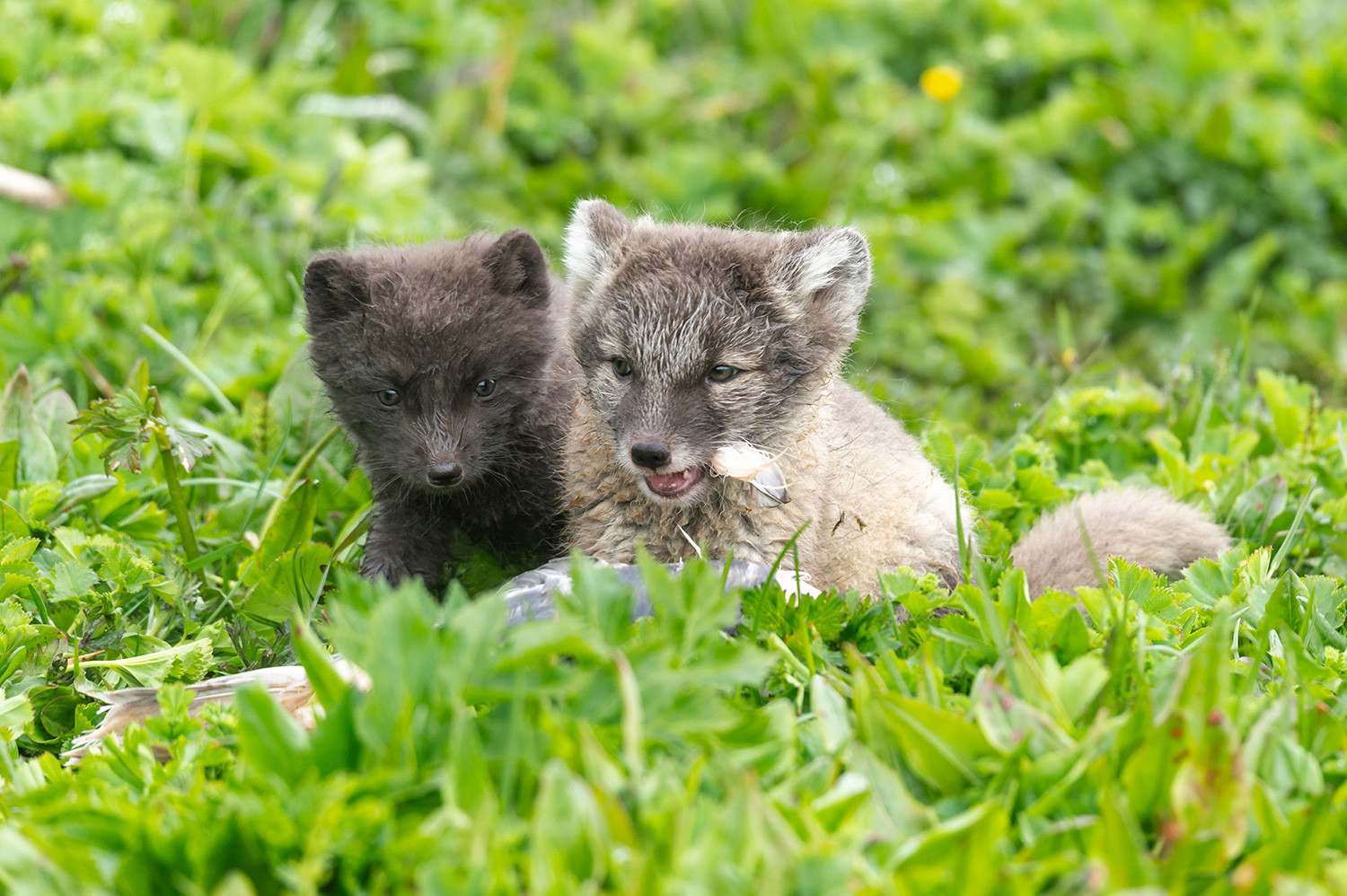 Aarctic fox cubs