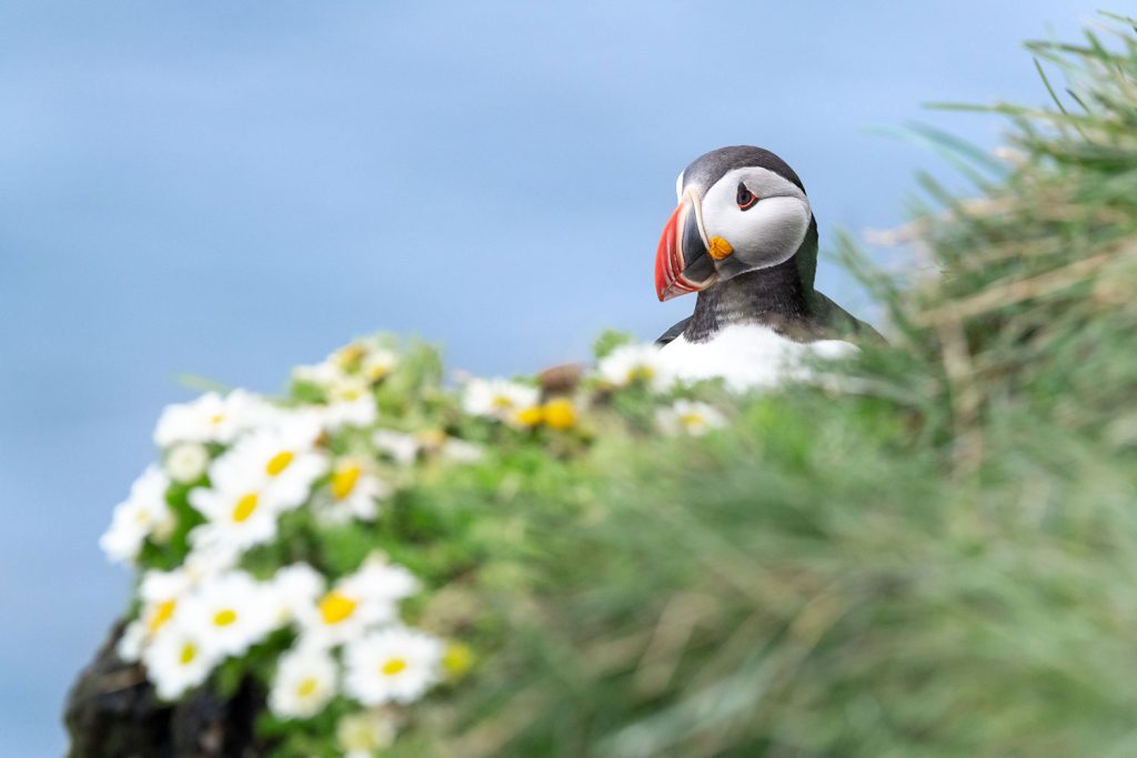 Puffins near Isafjordur