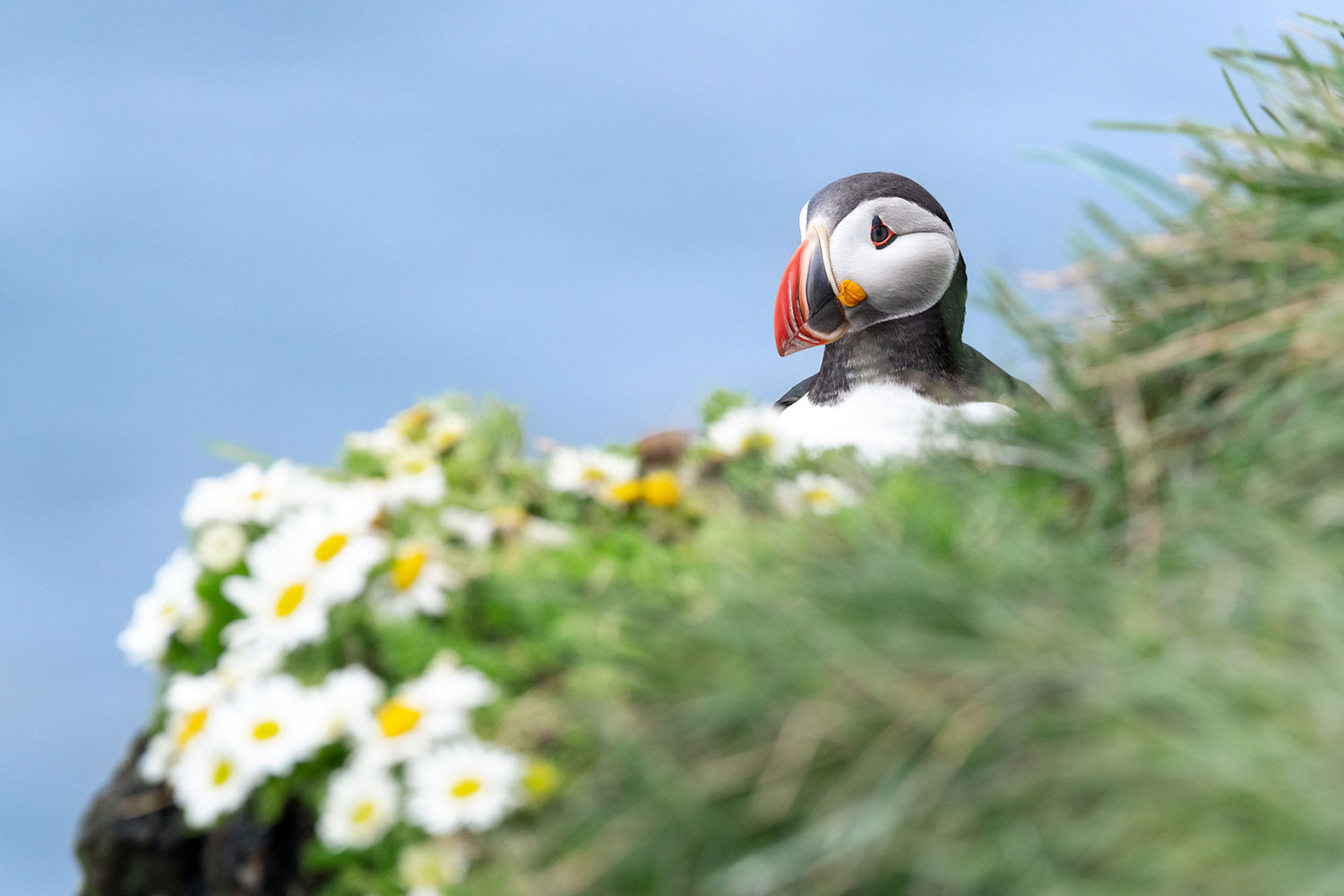 Macareux moine en Islande