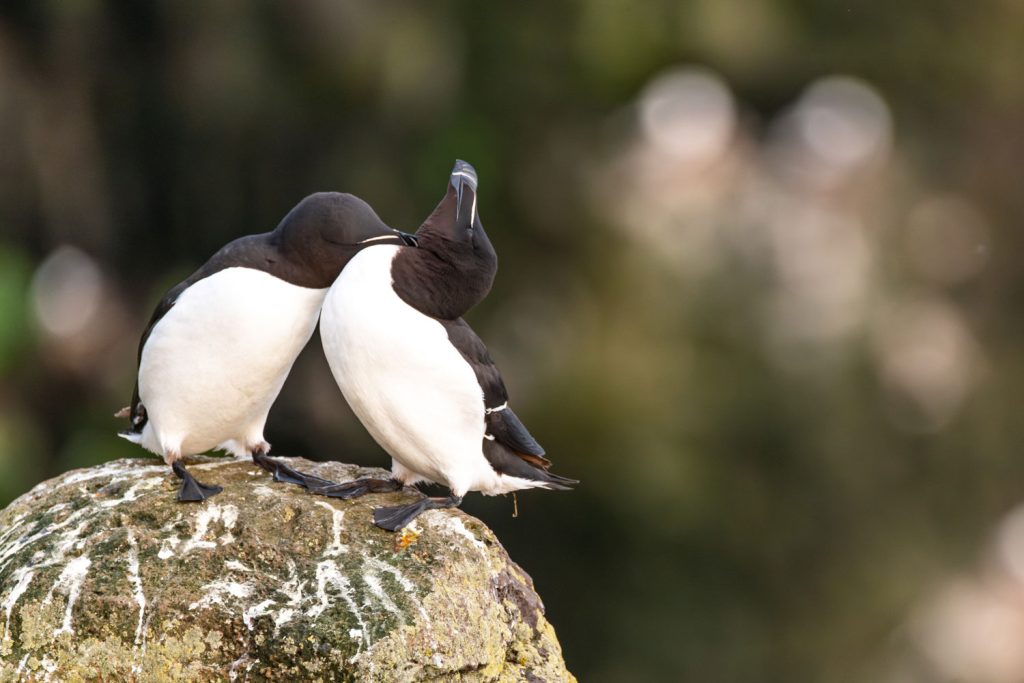 Razorbill near Isafjordur