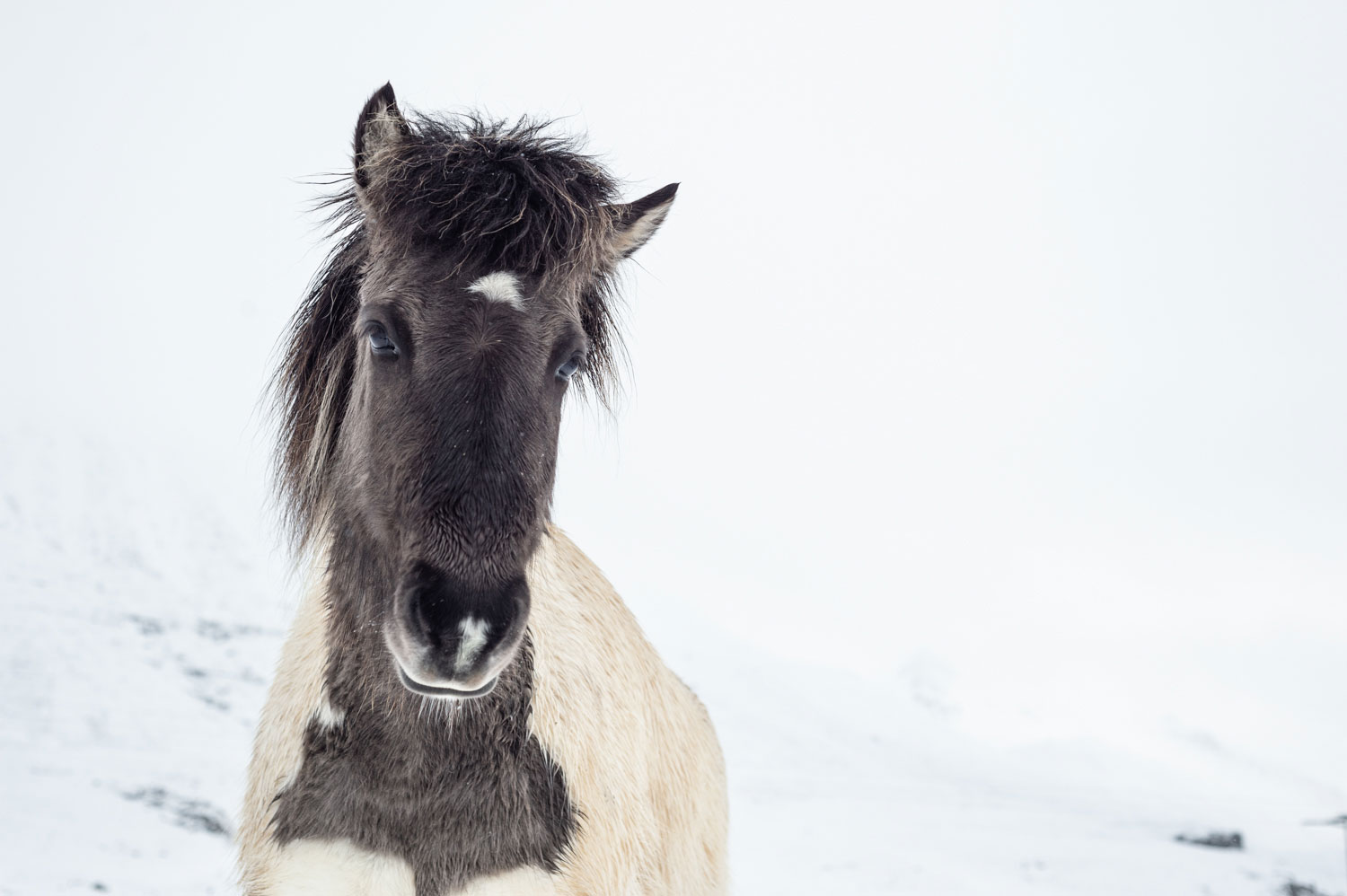 Icelandic pony