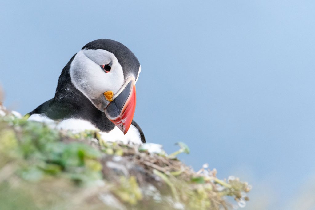 Puffins near Isafjordur