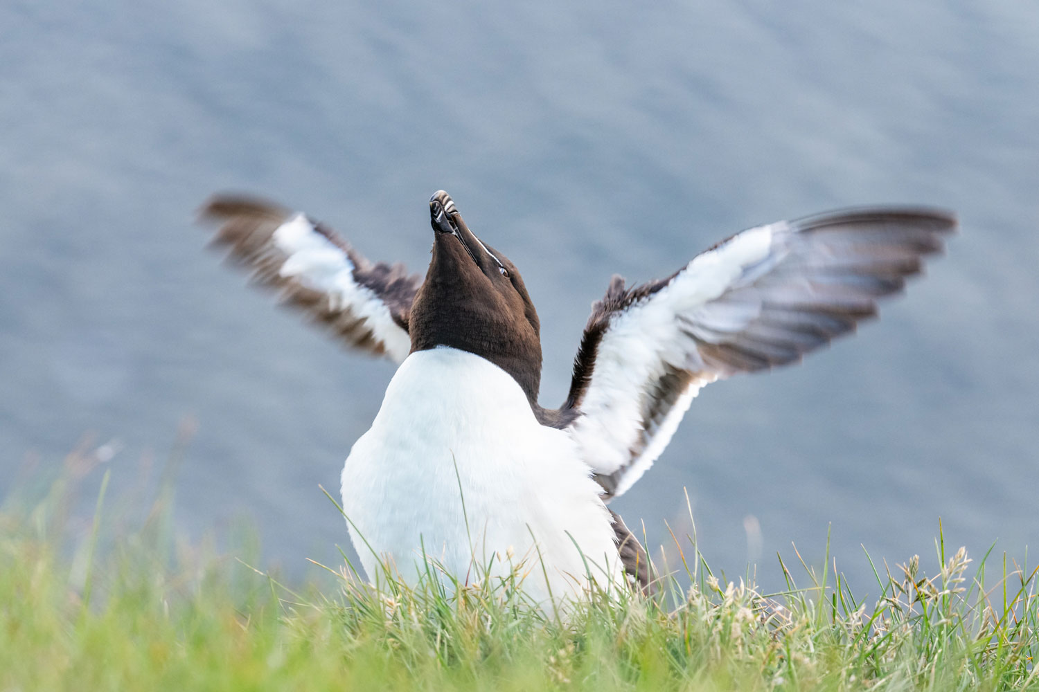 Razorbill near Isafjordur