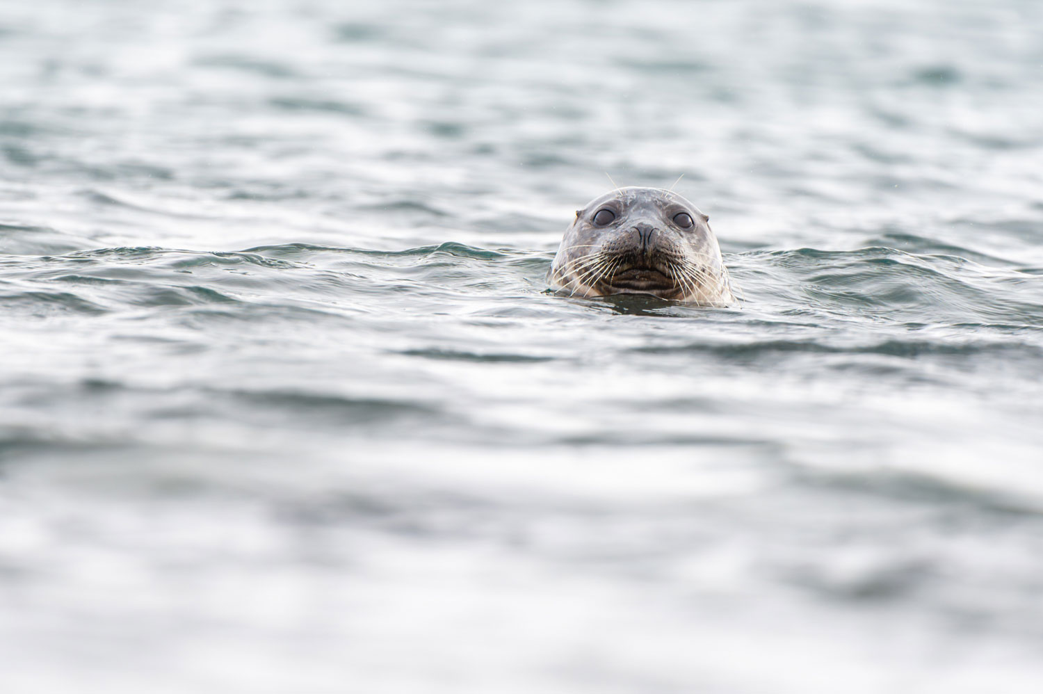 Seal near Isafjordur