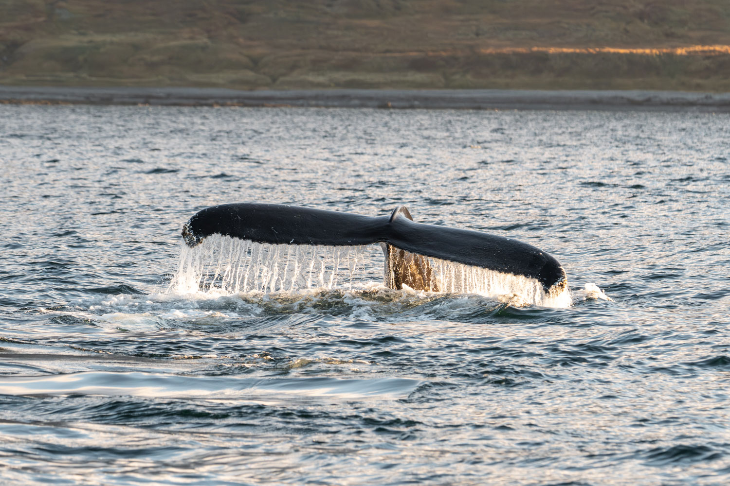 Visit Isafjordur and go for a whales watching