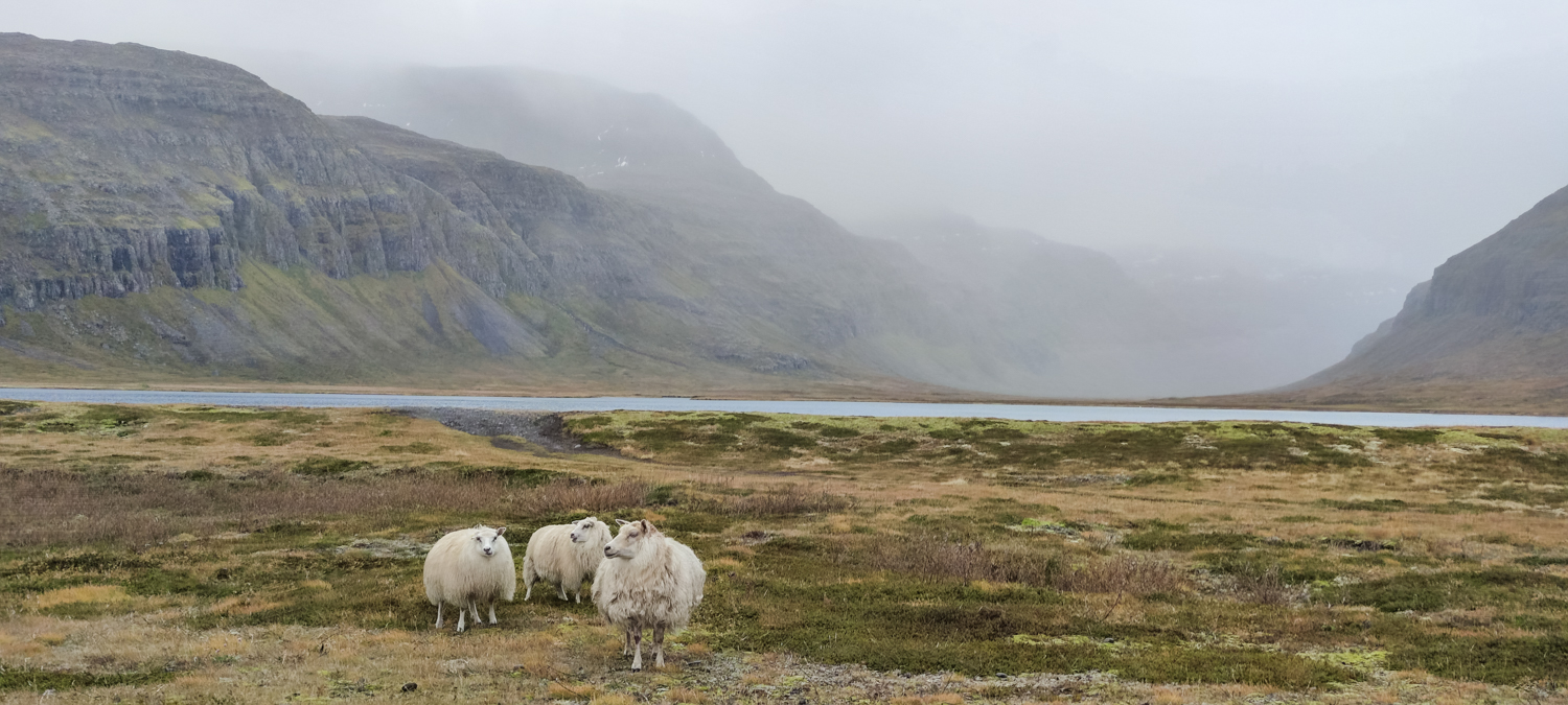 Le mouton islandais