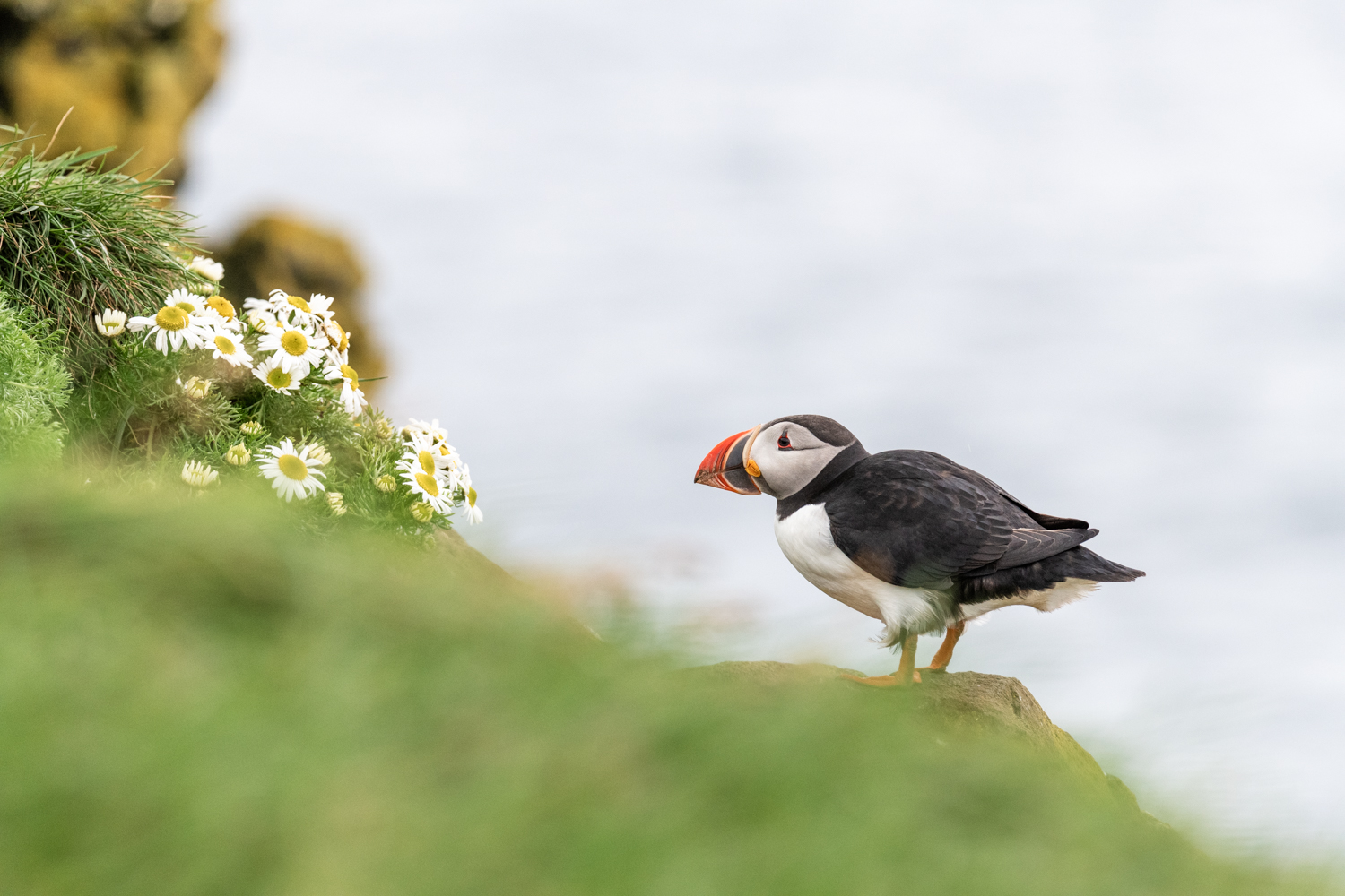 See the little puffin in Iceland