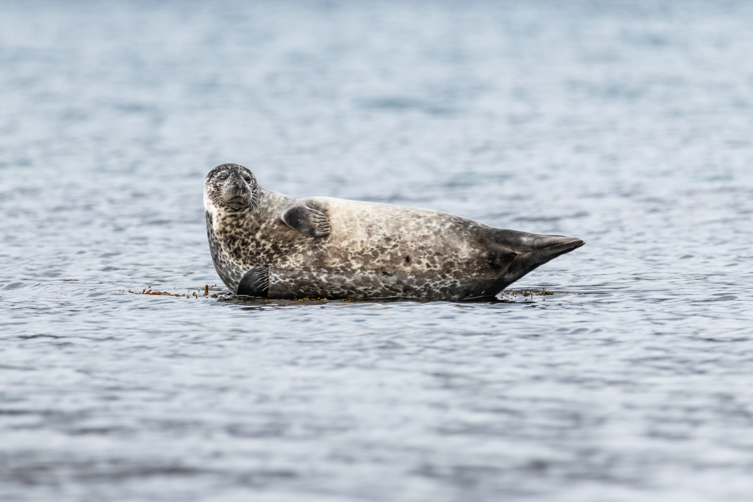 Phoque commun en Islande en hiver