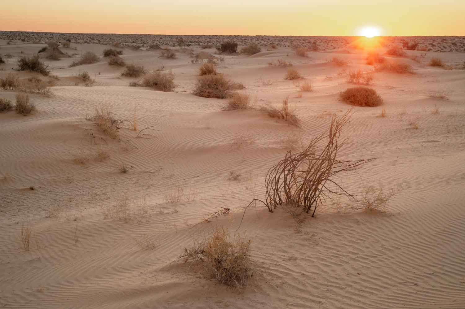 Le Sahara sous le niveau de la mer à Oued Souf