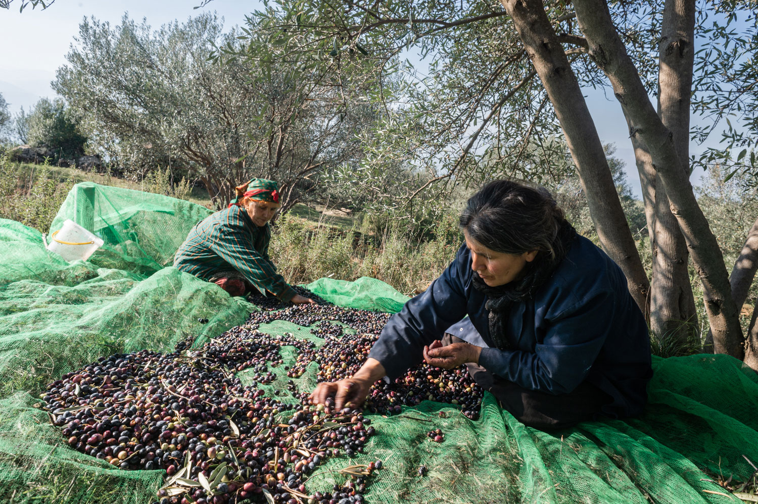 Récolte des olives en Kabylie