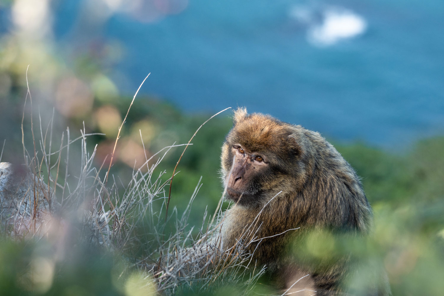 Un singe magot en Kabylie (le macaque de Barbarie)