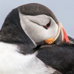 See puffins in Iceland