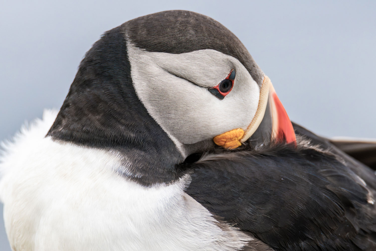 See puffins in Iceland