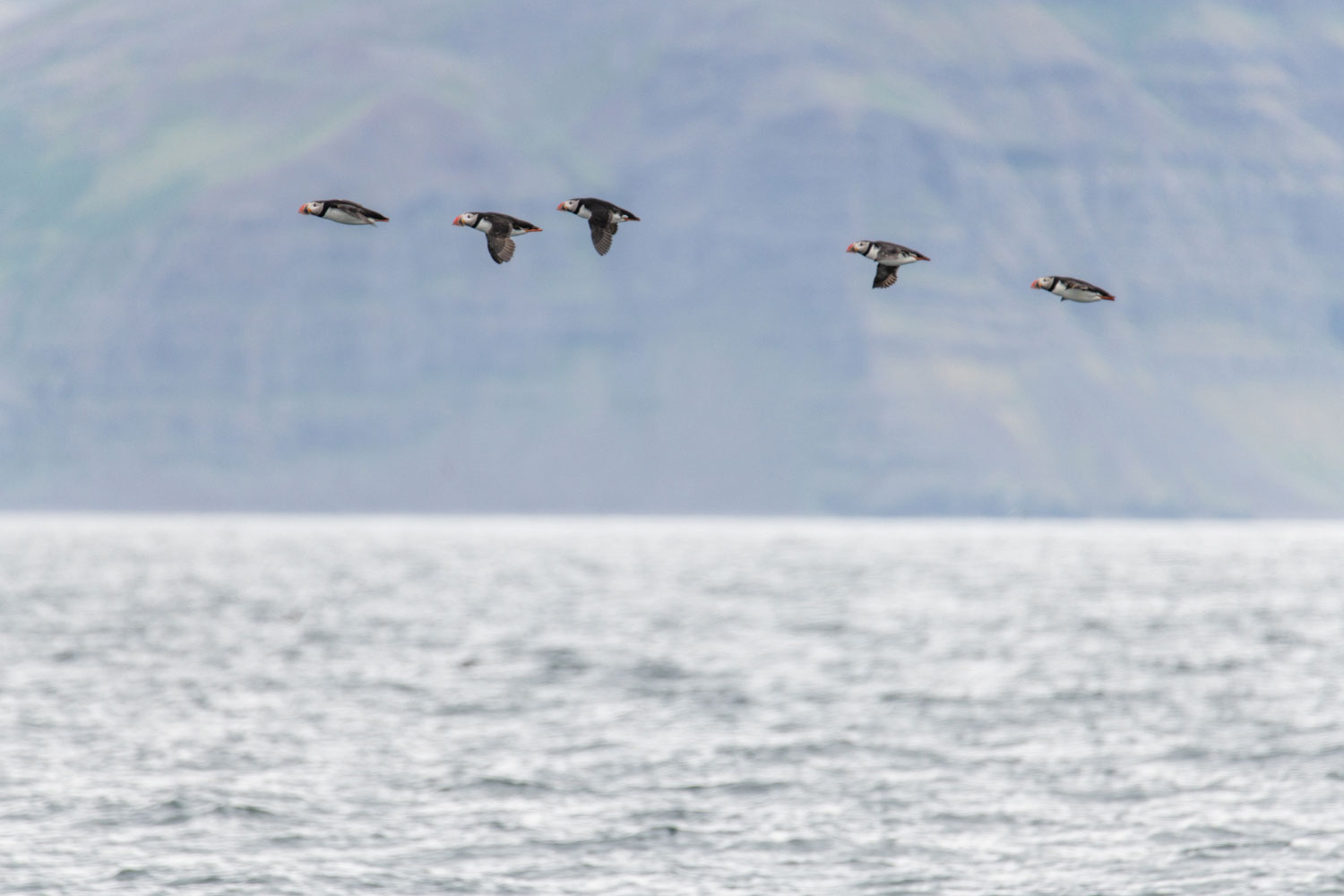 Puffins in the Atlantic Ocean