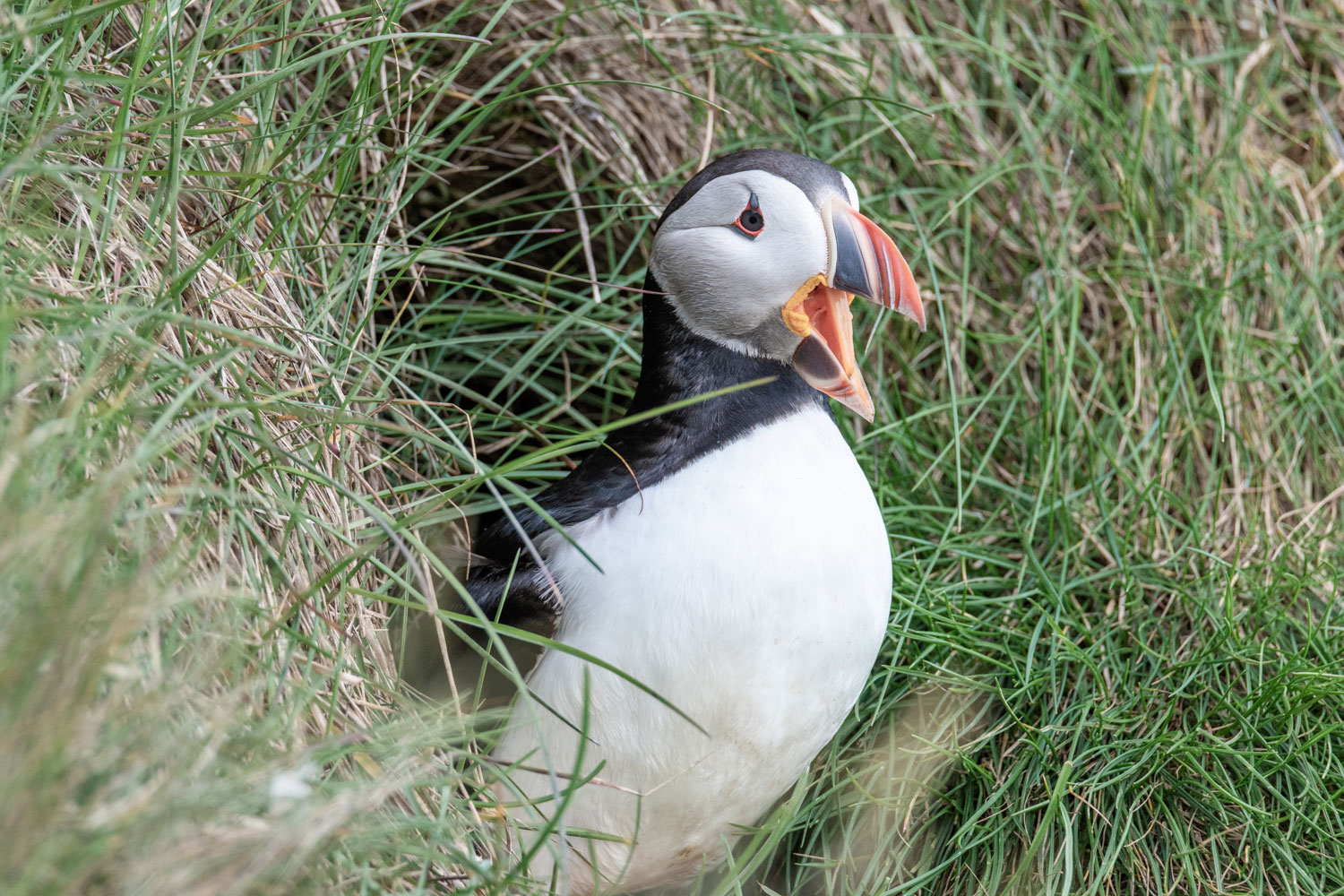 Puffin den in Iceland