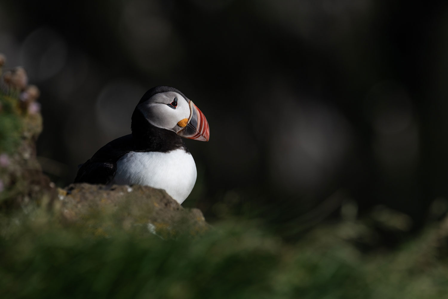 See puffins at Latrabjarg